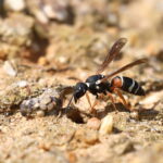 Training Day: Solitary Bees, Wasps and Bee-flies