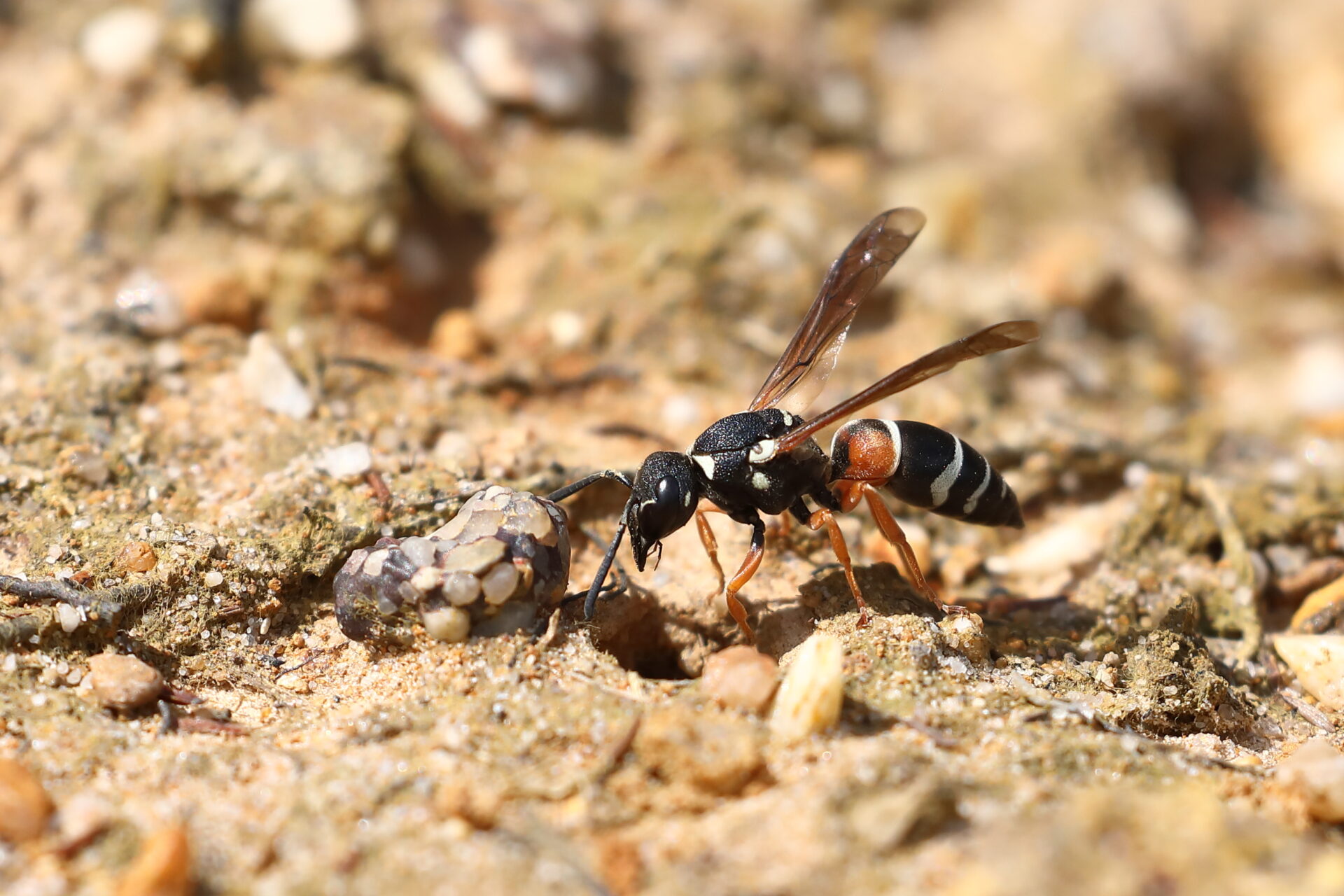 Training Day: Solitary Bees, Wasps and Bee-flies