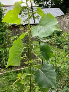 Black Poplar Cutting Growth