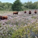 PNHF Volunteer Consultation Meeting