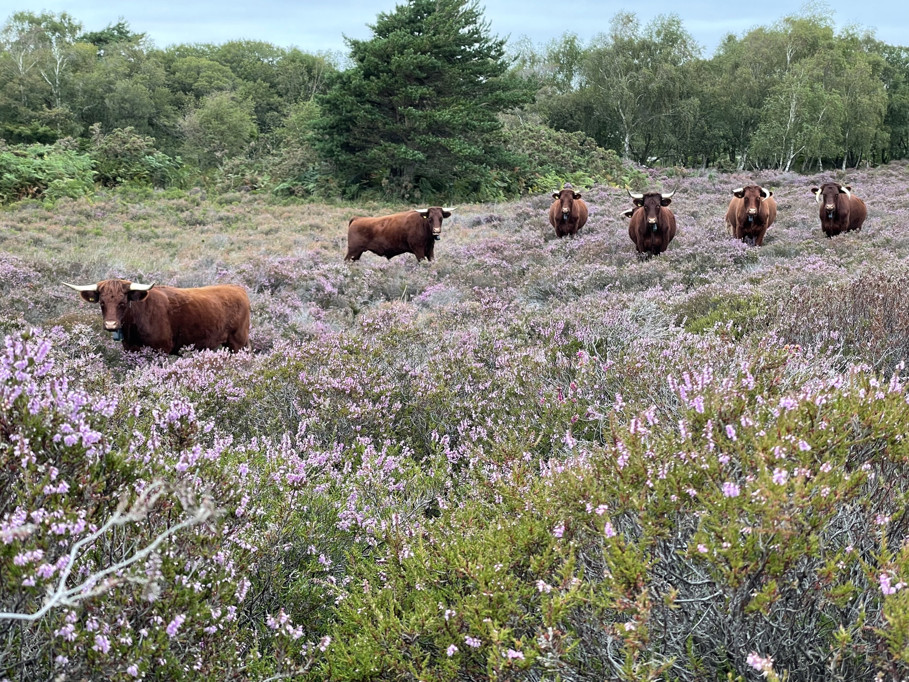 PNHF Volunteer Consultation Meeting