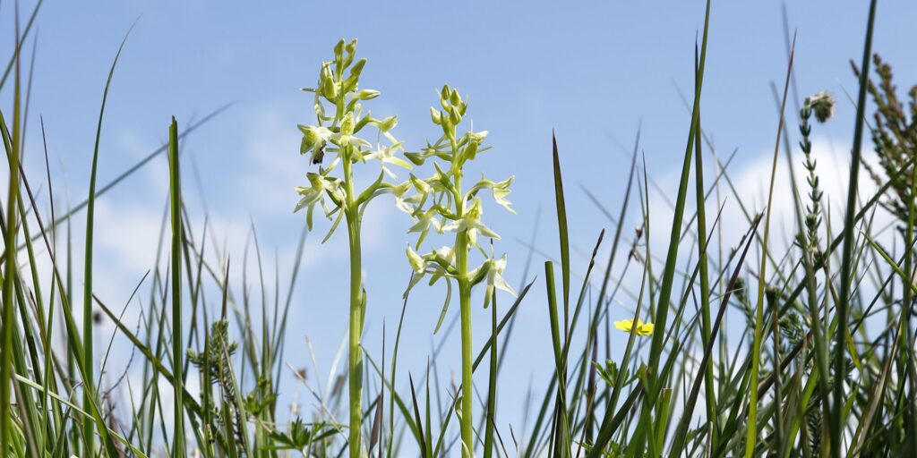 Monitoring of priority species on the Purbeck Heaths NNR