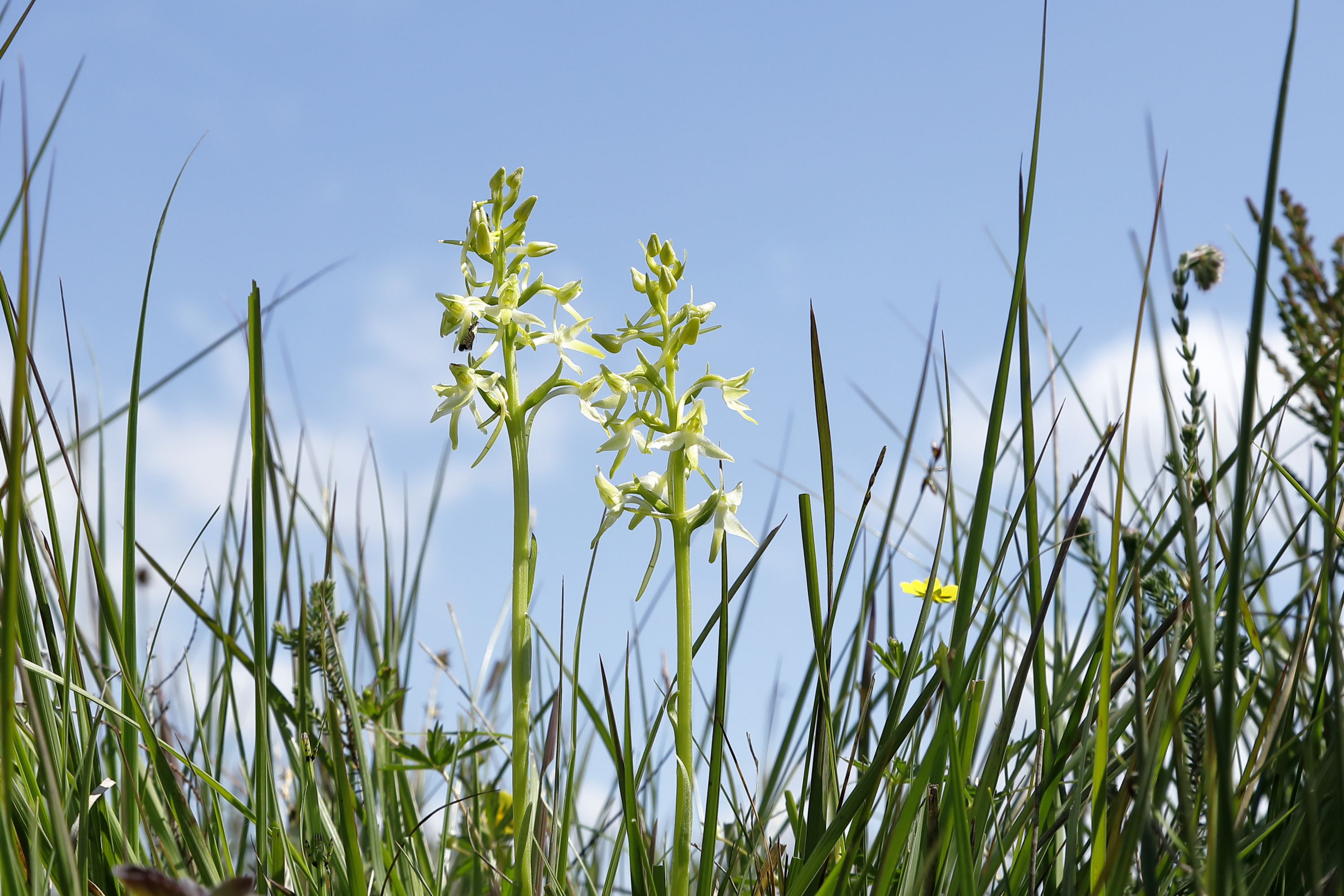 Training Opportunity: Vascular Plant Priority Species of the Purbeck Heaths