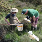 Aquatic Invertebrate Survey - Studland
