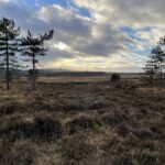 Survey: Fixed-Point Monitoring: Purbeck Heaths