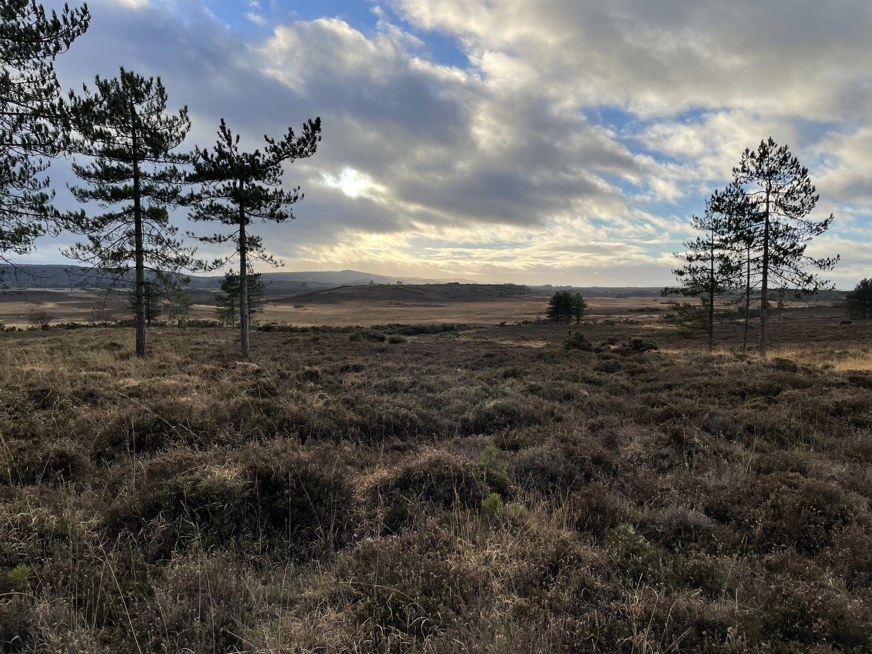 Survey: Fixed-Point Monitoring: Purbeck Heaths