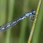 Southern damselfly survey