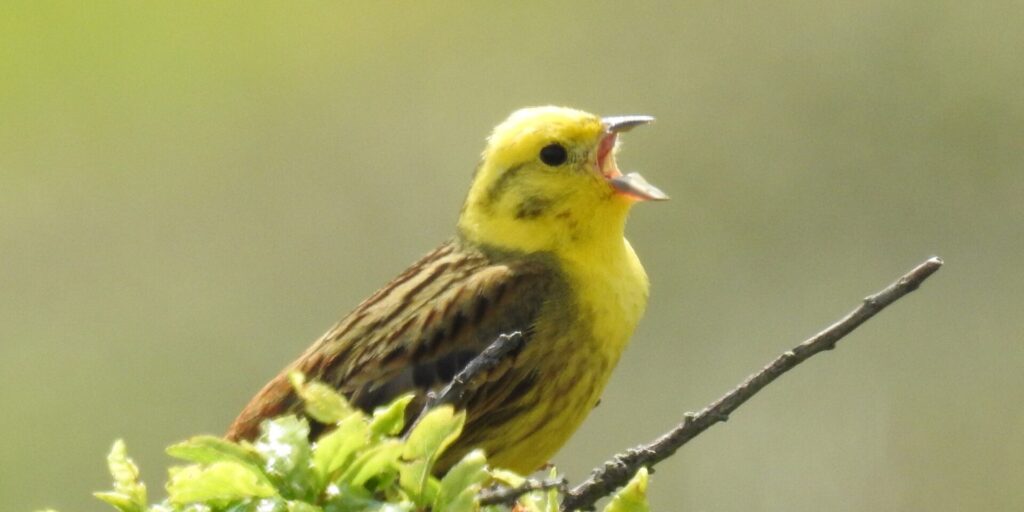 PNHF Member Consultation Meeting