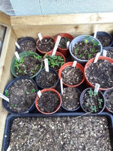 Some Germinating Seeds in their Winter Pots