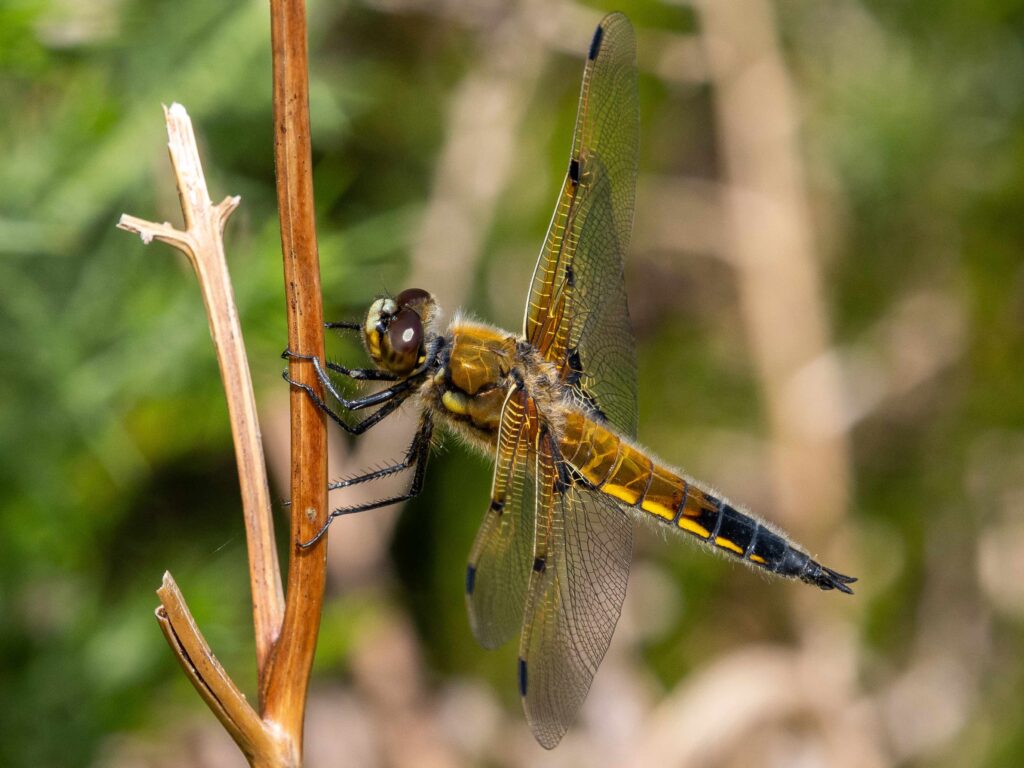 Dragonfly Week 2024