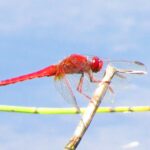 Hyde Estate Odonata Survey (returns!)