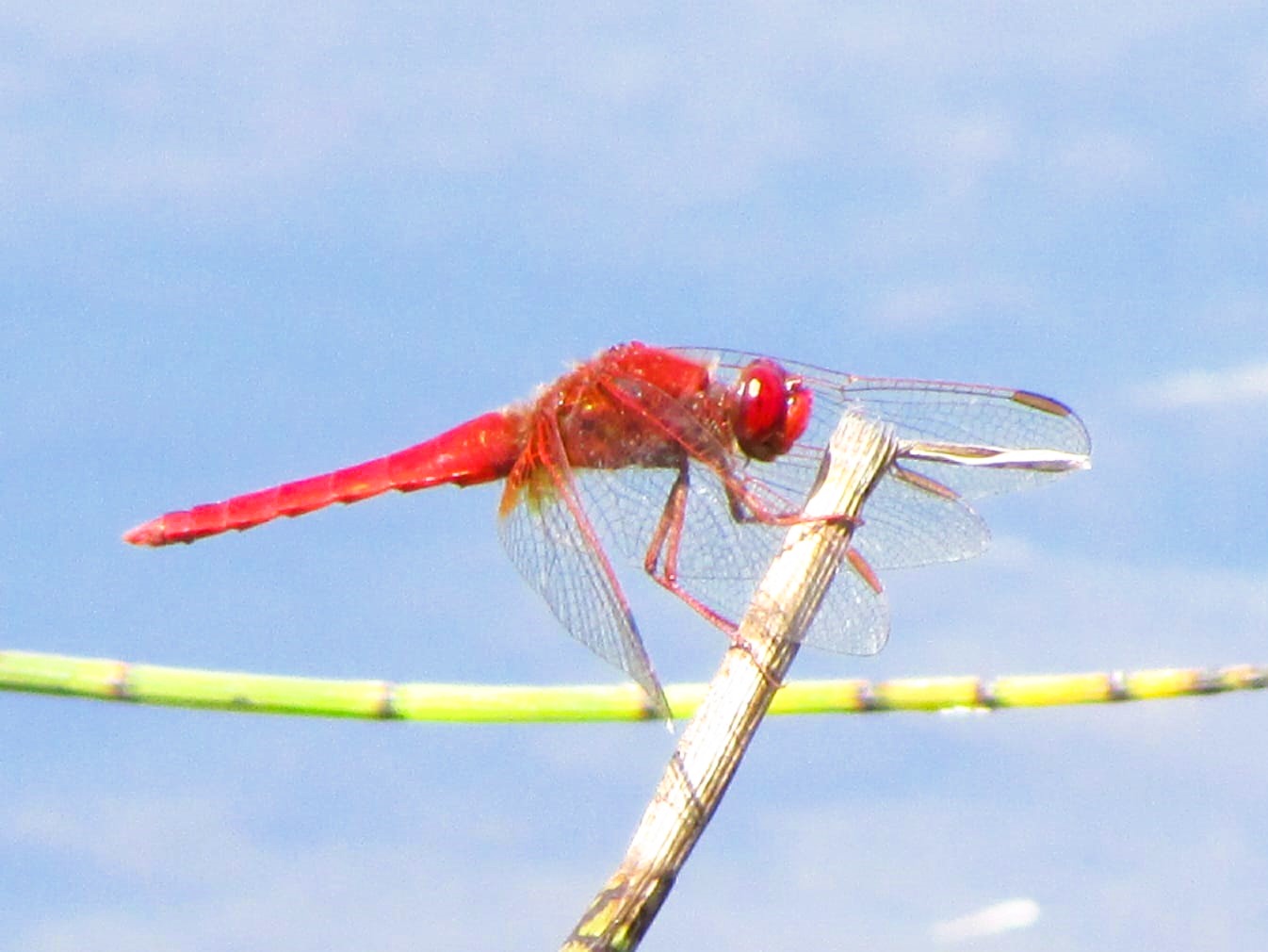 Dragonfly survey & training session - RSPB Stoborough & Creech Heath