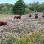 Autumn Recorders Meeting & AGM