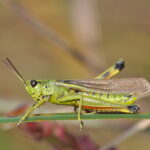 Large marsh grasshopper search - Godlingston Heath