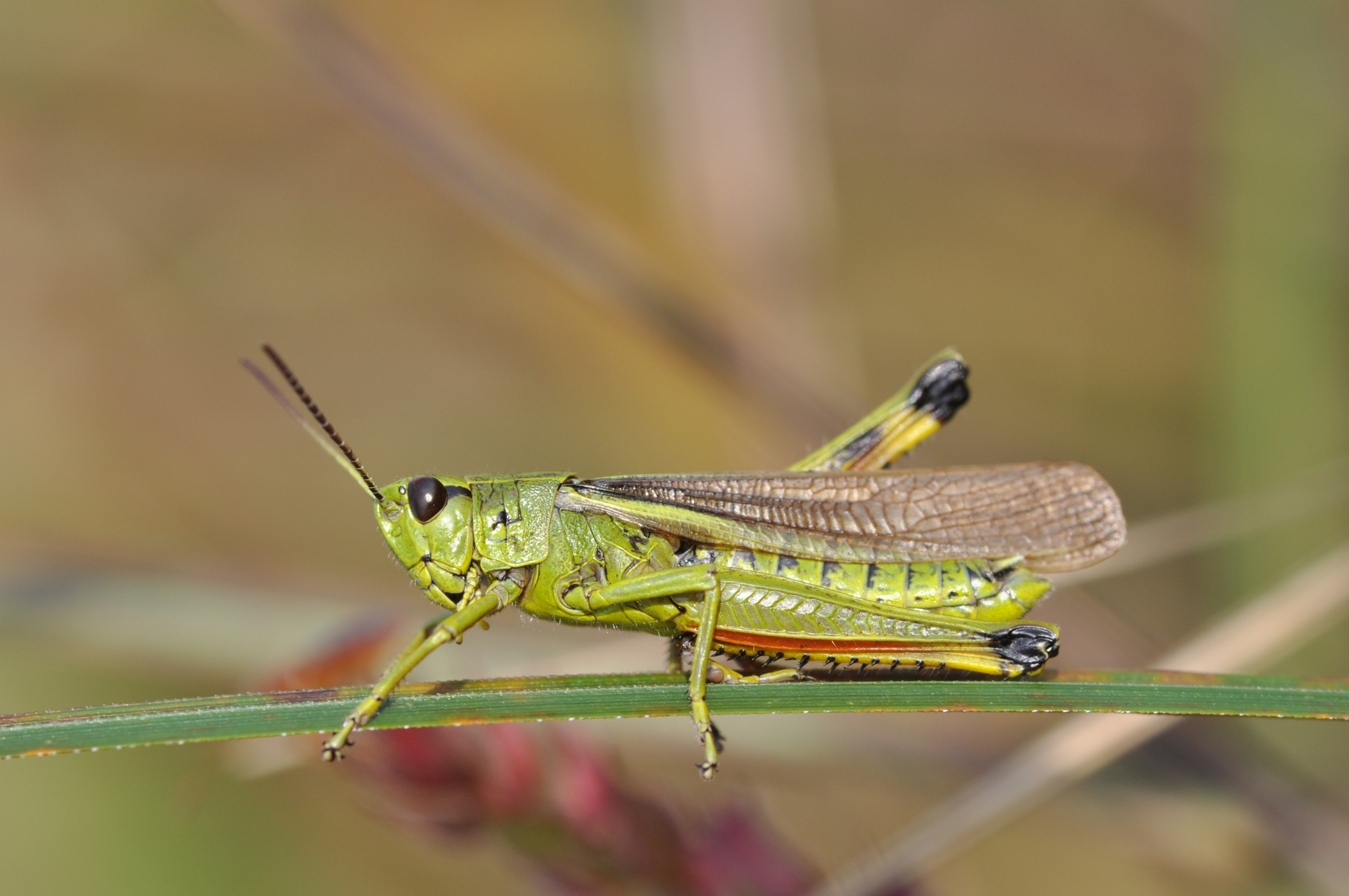 Large Marsh Grasshopper survey