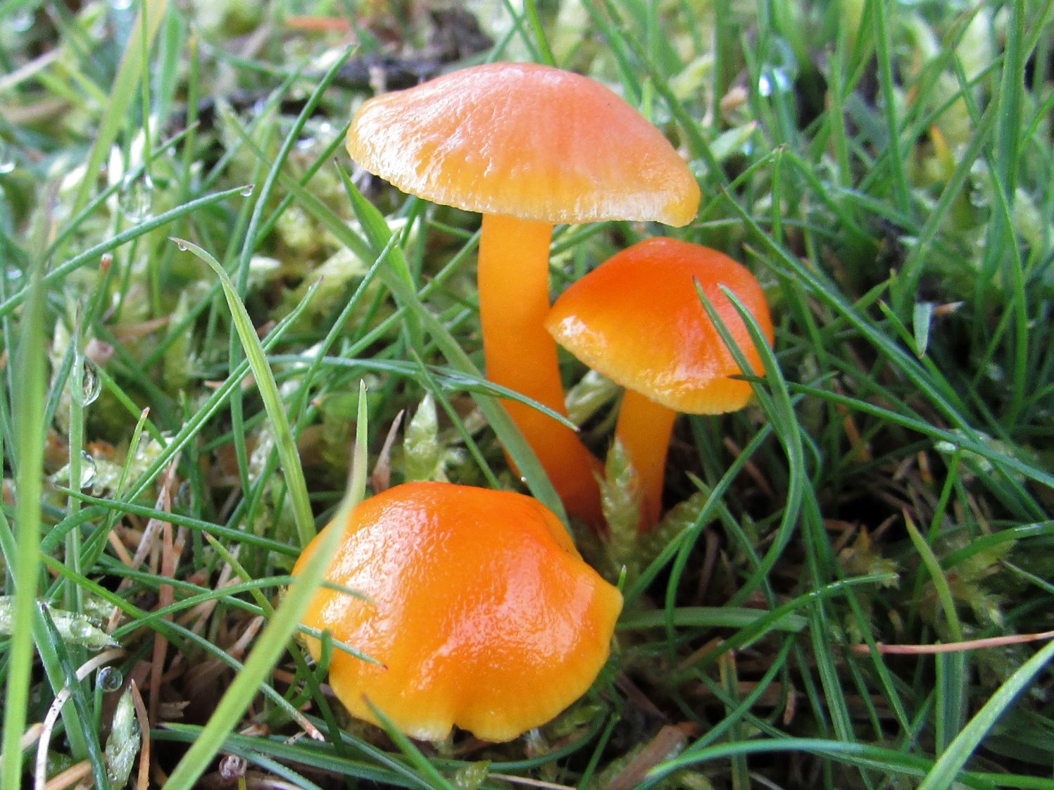 Fungi ID field training (1)