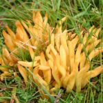 Fungi ID field training (2)