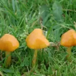 Waxcap survey Purbeck priority areas