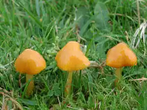 Waxcap survey Purbeck priority areas