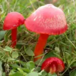 Fungi ID workshop