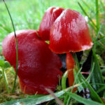Waxcap survey Purbeck Heaths NNR