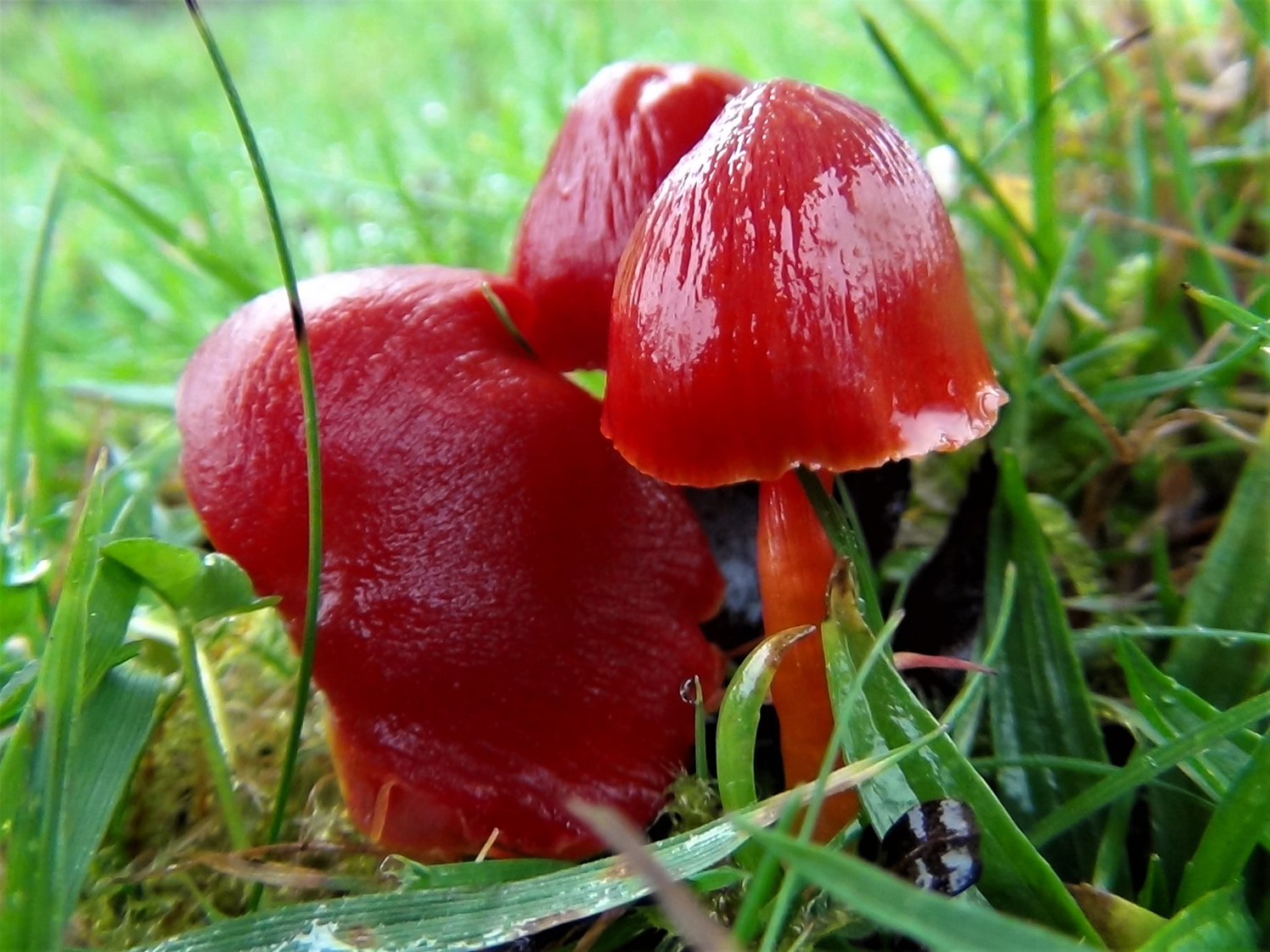 Waxcap survey Purbeck Heaths NNR