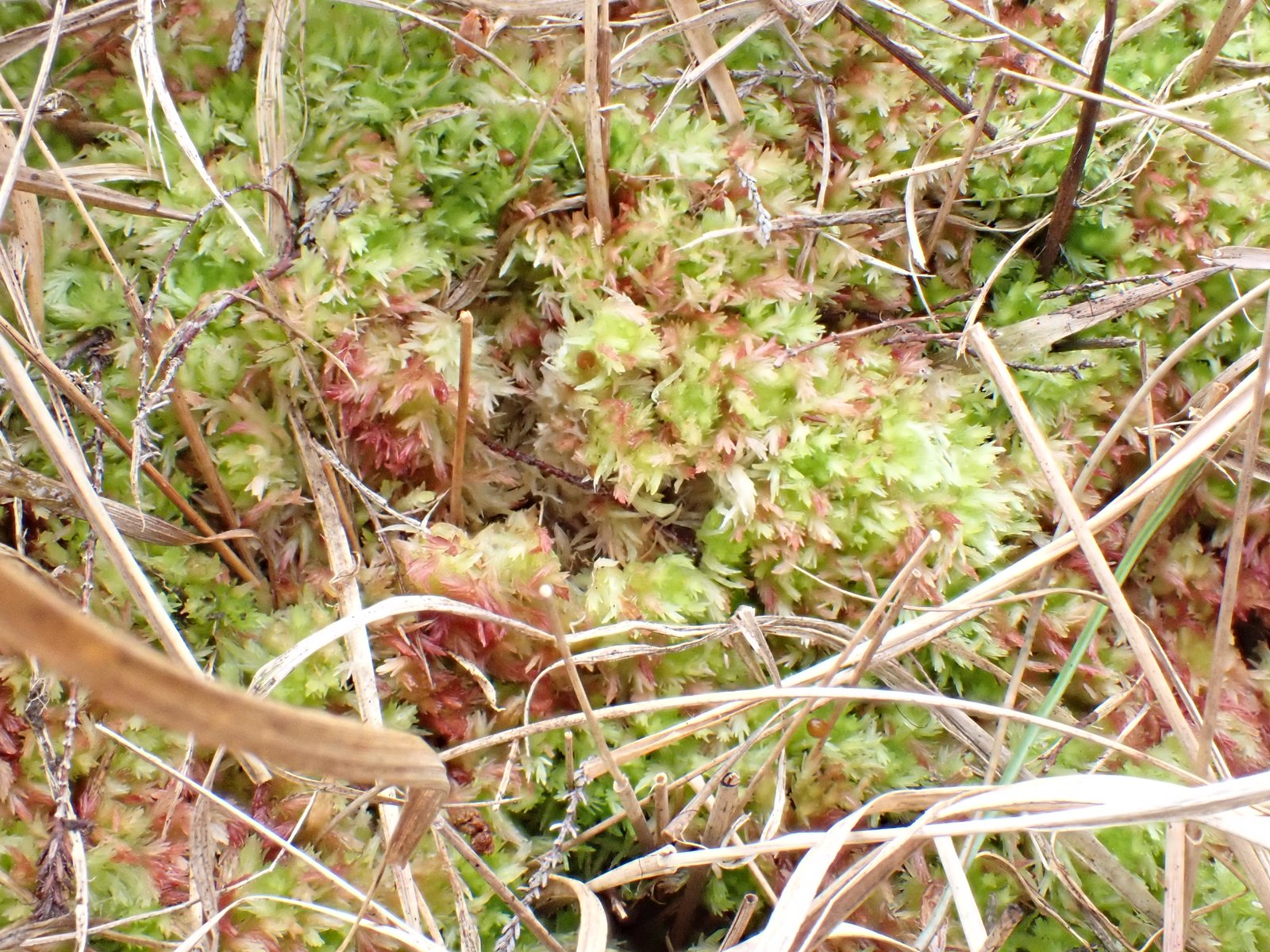 Sphagnum molle