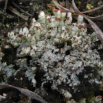 Lichen field ID training (2nd session)