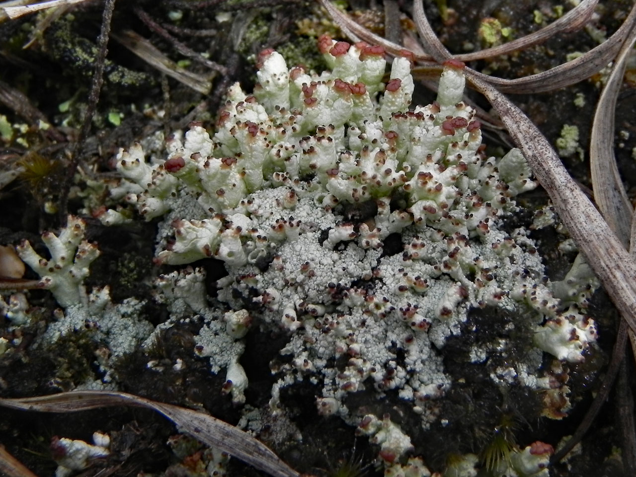 Lichen field ID training (2nd session)