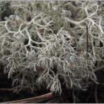 Lichen ID workshop