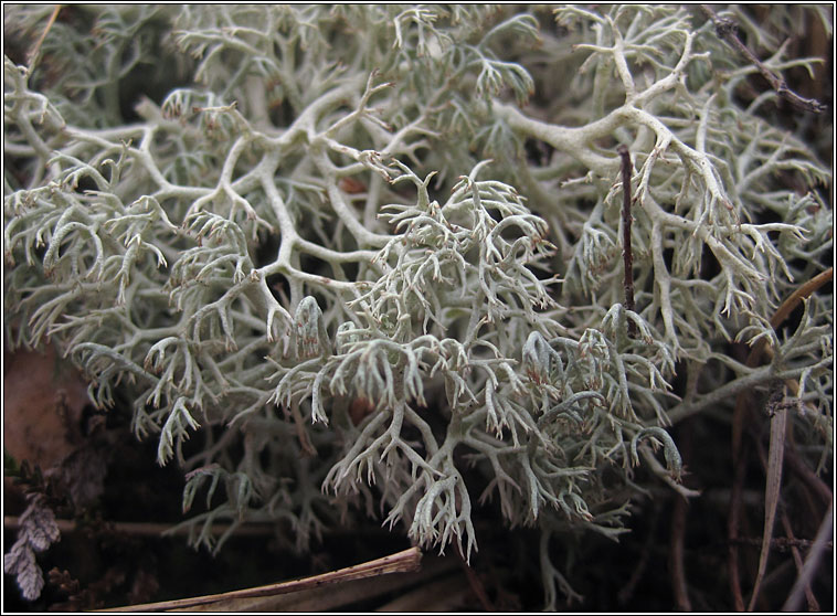 Lichen ID workshop