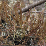 Lichen field ID training (1st session)