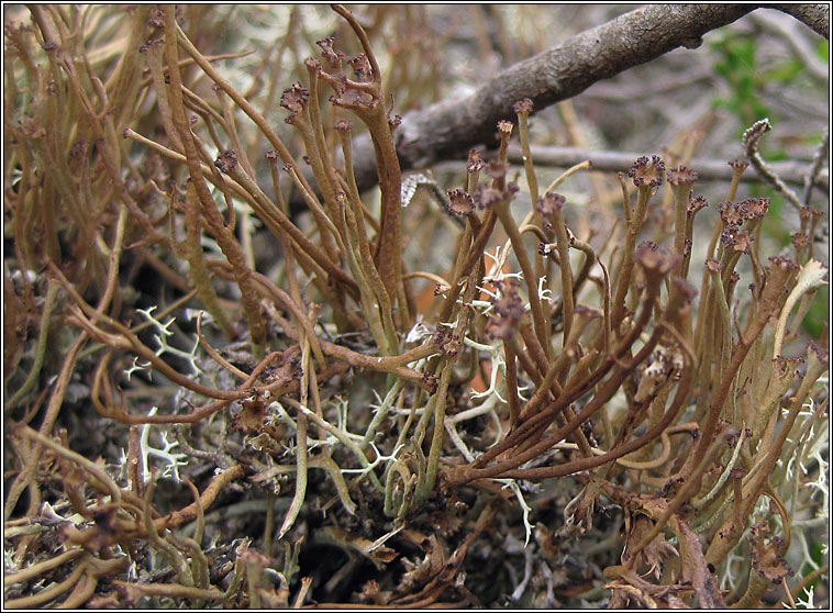 Lichen field ID training (1st session)