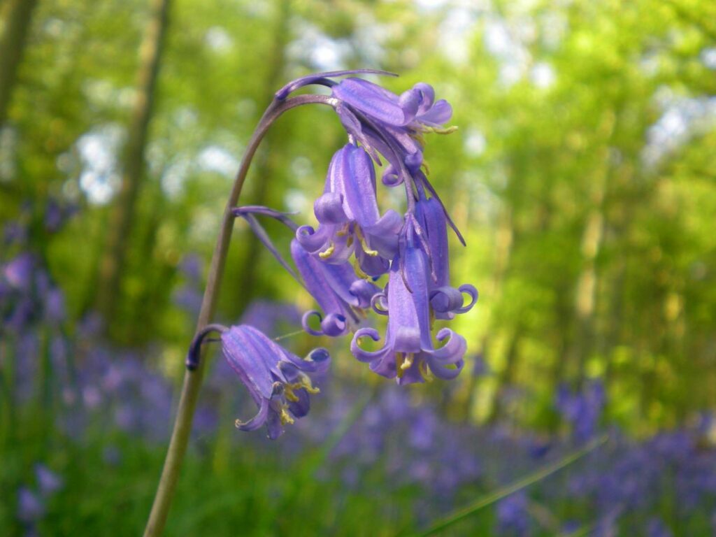 Join Us for the Annual Spring Walk - Kicking of the New Monitoring Season!