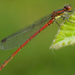 Odonata pond survey - Studland Heath