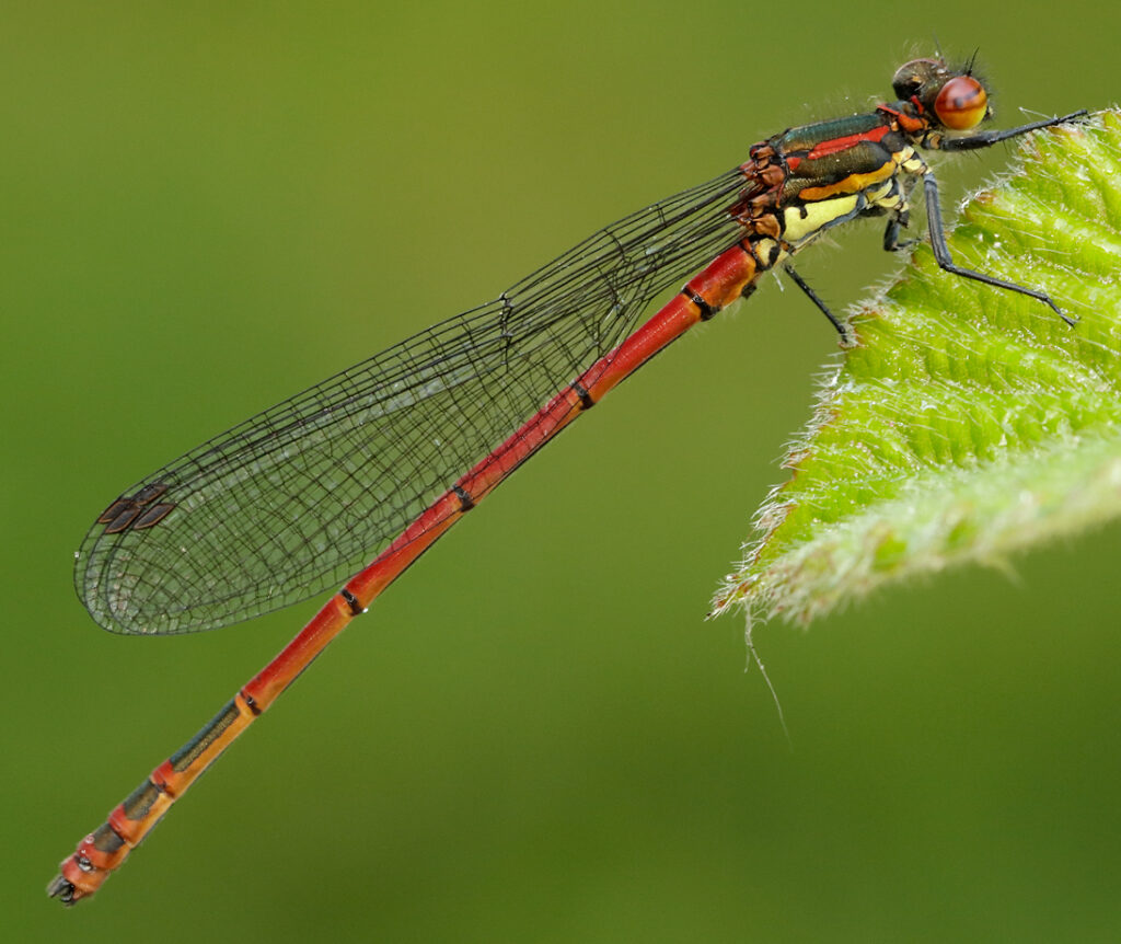 Odonata pond survey - Studland Heath
