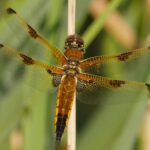 Odonata pond survey - Studland Heath