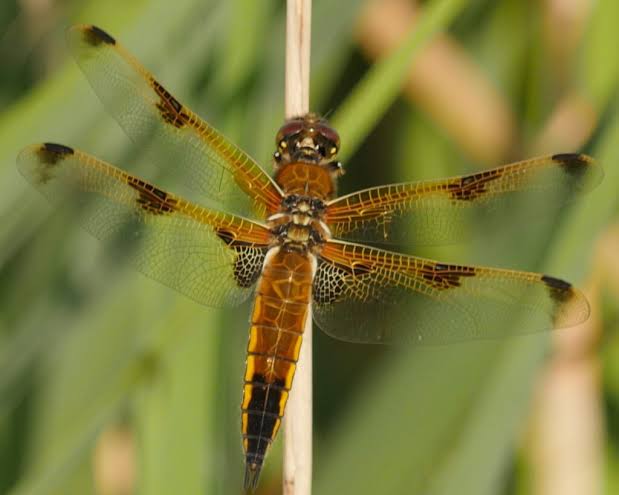Odonata pond survey - Studland Heath