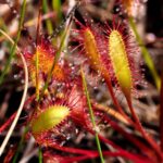 Field Training Day: Vascular Plant Priority Species of the Purbeck Heaths