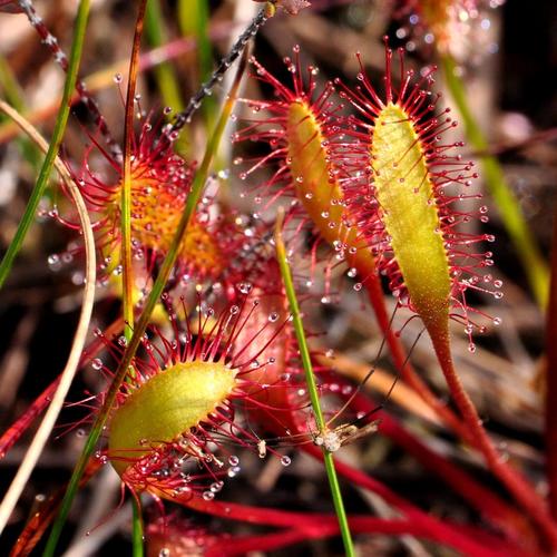 Field Training Day: Vascular Plant Priority Species of the Purbeck Heaths