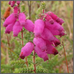 Field Training Day: Vascular Plant Priority Species of the Purbeck Heaths