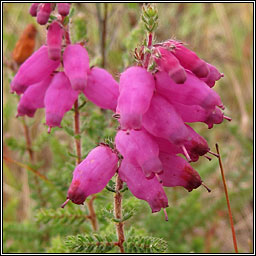 Field Training Day: Vascular Plant Priority Species of the Purbeck Heaths