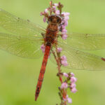Odonata pond survey - Studland Heath
