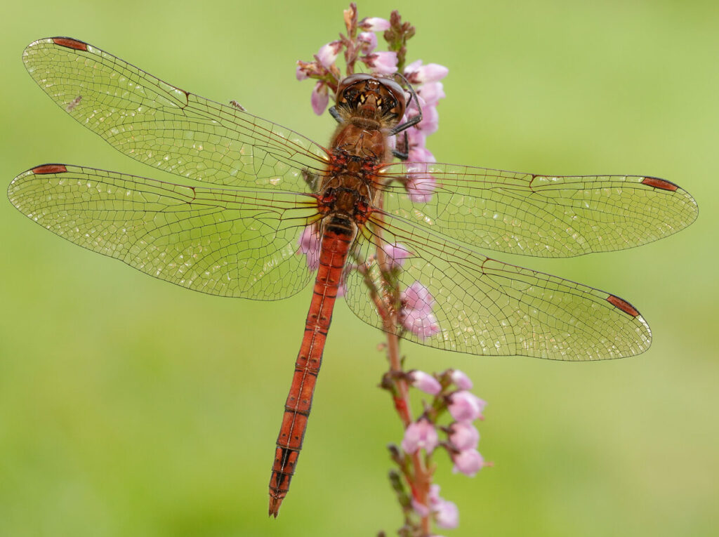 Odonata pond survey - Studland Heath