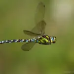 Late Season Dragonfly Training & Recording Session