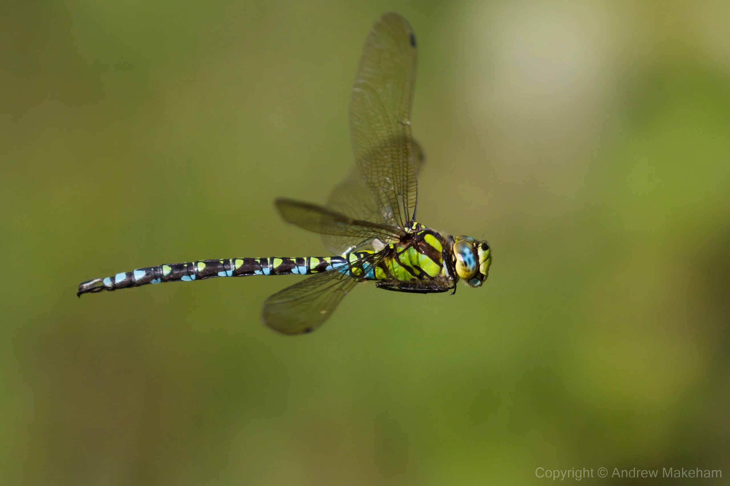 Late Season Dragonfly Training & Recording Session