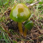 Waxcap survey Purbeck Heaths NNR