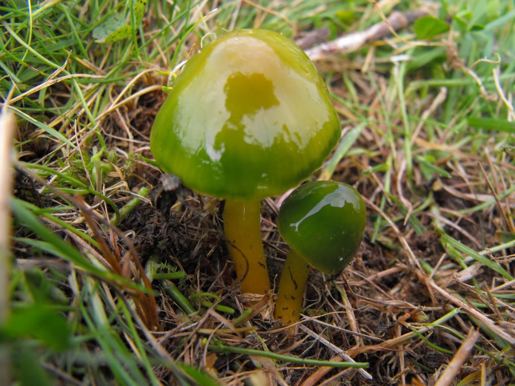 Waxcap survey Purbeck Heaths NNR