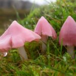 Waxcap Refresher Training Day