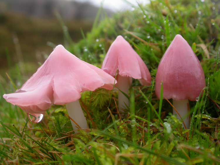 Waxcap Refresher Training Day